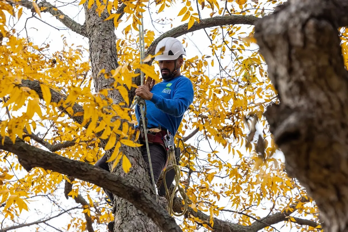 Skilled Tree Planting crew working in Seligman